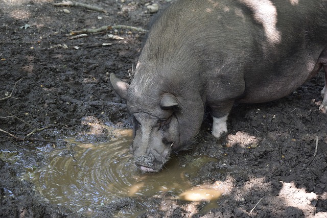 篮球火箭球队连续两场取胜